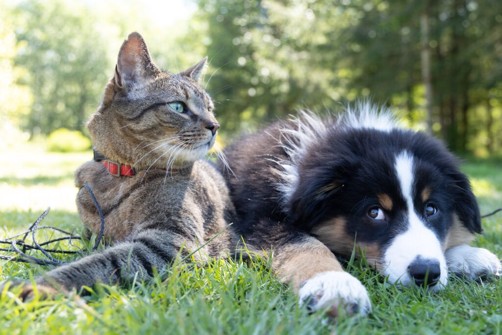 草むらにいるだらけた犬と右を向く猫