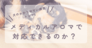 犬のかかりやすい病気トップ5はメディカルアロマで対応できるのか？